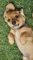 SKIPPER-AKC on hold, a male Miniature Dachshund for sale in Darien Center, NY – 3 of 4