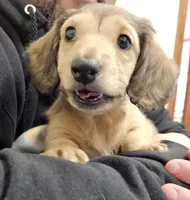 Blossom-AKC-pending, a female Miniature Dachshund for sale in Darien Center, NY – Photo 3 of 5