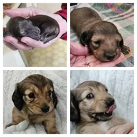 Blossom-AKC-pending, a female Miniature Dachshund for sale in Darien Center, NY – Photo 4 of 5