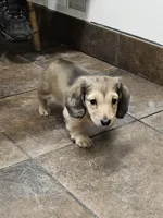 Blossom-AKC-pending, a female Miniature Dachshund for sale in Darien Center, NY – Photo 2 of 5