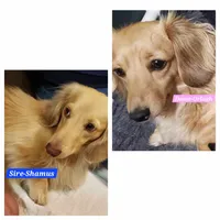 Blossom-AKC-pending, a female Miniature Dachshund for sale in Darien Center, NY – Photo 5 of 5