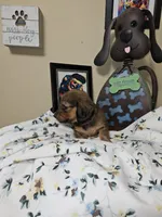 LOVEY-AKC, a female Miniature Dachshund for sale in Darien Center, NY – 2 of 2