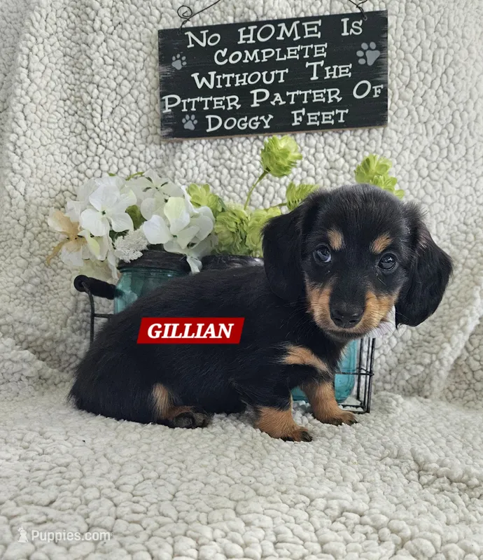 GILLIGAN-AKC – Miniature Dachshund puppy for sale in Darien Center, NY