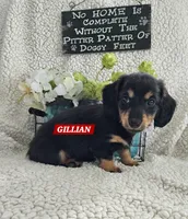 GILLIGAN-ON HOLD, a male Miniature Dachshund for sale in Darien Center, NY – 1 of 5