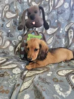 GINGER-AKC, a female Miniature Dachshund for sale in Darien Center, NY – 4 of 5