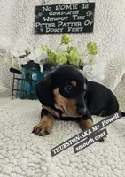 THURSTON-ON HOLD, a male Miniature Dachshund for sale in Darien Center, NY – 3 of 5
