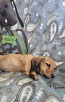 GINGER-AKC, a female Miniature Dachshund for sale in Darien Center, NY – 5 of 5