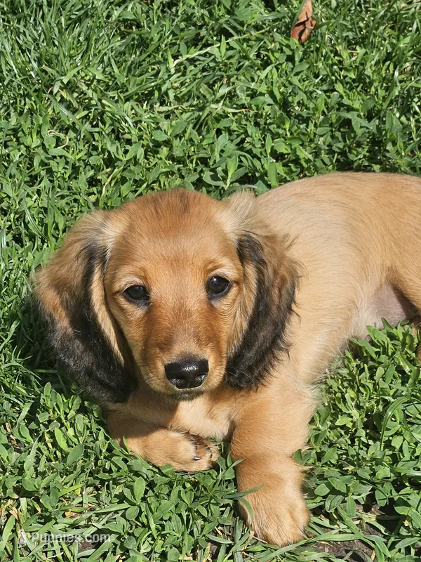 GINGER-AKC – Miniature Dachshund puppy for sale in Darien Center, NY