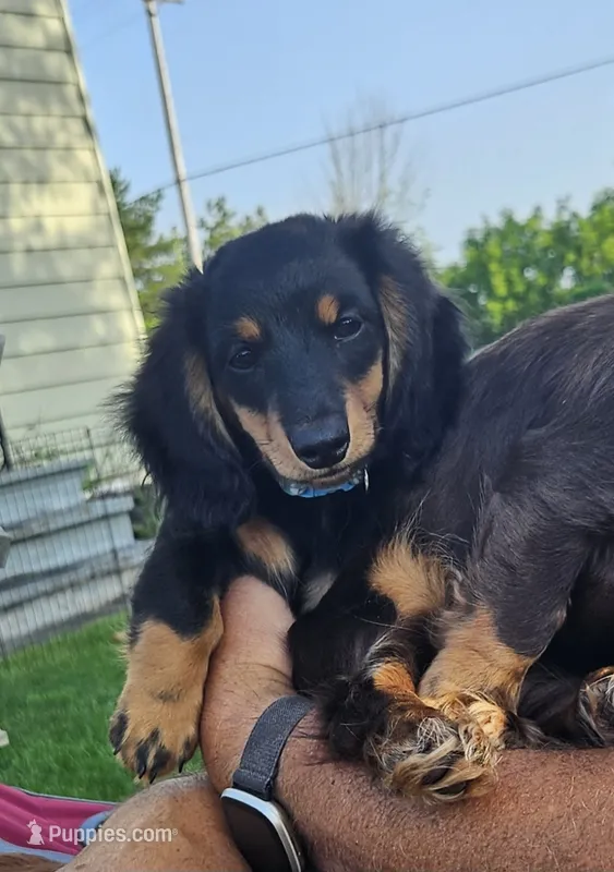 THE PROFESSOR-AKC – Miniature Dachshund puppy for sale in Darien Center, NY