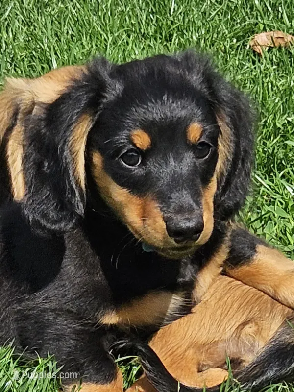 THE PROFESSOR-AKC – Miniature Dachshund puppy for sale in Darien Center, NY
