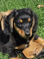 THE PROFESSOR-AKC, a male Miniature Dachshund for sale in Darien Center, NY – 1 of 5
