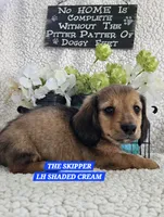 SKIPPER-ON HOLD, a male Miniature Dachshund for sale in Darien Center, NY – 3 of 5