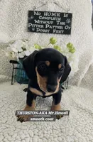 THURSTON-ON HOLD, a male Miniature Dachshund for sale in Darien Center, NY – 2 of 5