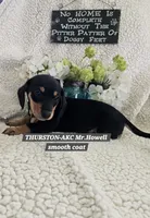 THURSTON-ON HOLD, a male Miniature Dachshund for sale in Darien Center, NY – 4 of 5