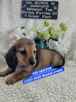 SKIPPER-ON HOLD, a male Miniature Dachshund for sale in Darien Center, NY – 2 of 5