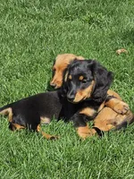 THE PROFESSOR-AKC, a male Miniature Dachshund for sale in Darien Center, NY – 2 of 5