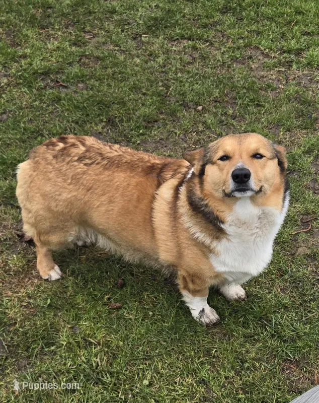 Samson – Pembroke Welsh Corgi puppy for sale in Darien Center, NY