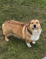 Samson, a male Pembroke Welsh Corgi for sale in Darien Center, NY – Photo 2 of 3