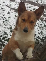 Samson, a male Pembroke Welsh Corgi for sale in Darien Center, NY – Photo 1 of 3