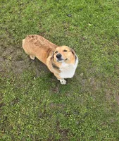 Samson, a male Pembroke Welsh Corgi for sale in Darien Center, NY – Photo 3 of 3