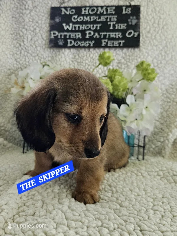 SKIPPER-AKC – Miniature Dachshund puppy for sale in Darien Center, NY