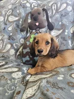 GINGER-AKC, a female Miniature Dachshund for sale in Darien Center, NY – 3 of 5