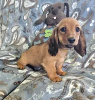 GINGER-AKC, a female Miniature Dachshund for sale in Darien Center, NY – 2 of 5