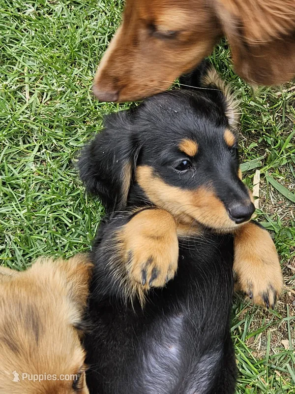 THE PROFESSOR-AKC – Miniature Dachshund puppy for sale in Darien Center, NY