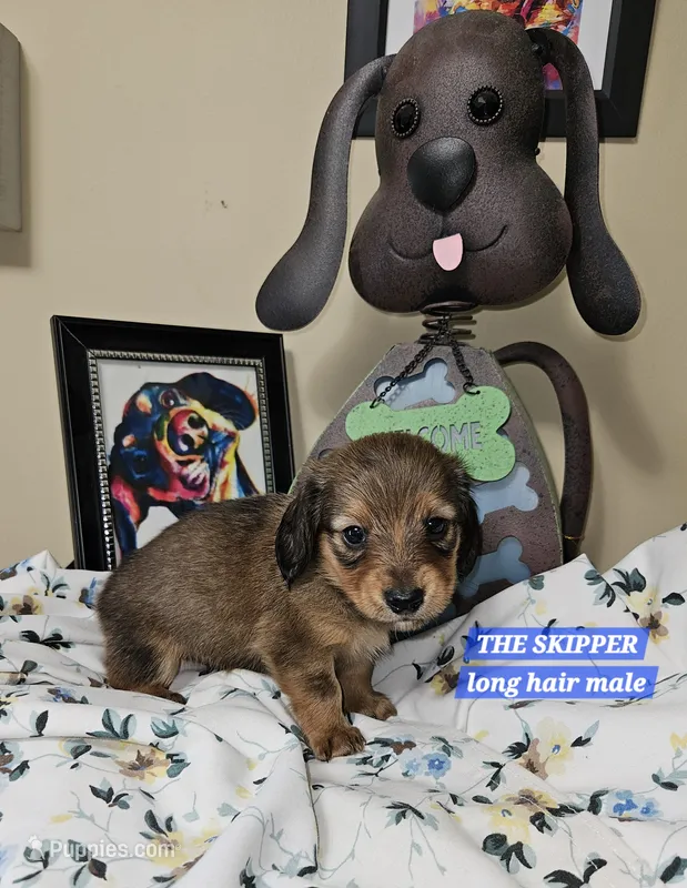 SKIPPER-AKC – Miniature Dachshund puppy for sale in Darien Center, NY