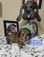 SKIPPER-AKC, a male Miniature Dachshund for sale in Darien Center, NY – 1 of 2