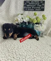 GILLIGAN-ON HOLD, a male Miniature Dachshund for sale in Darien Center, NY – 2 of 5