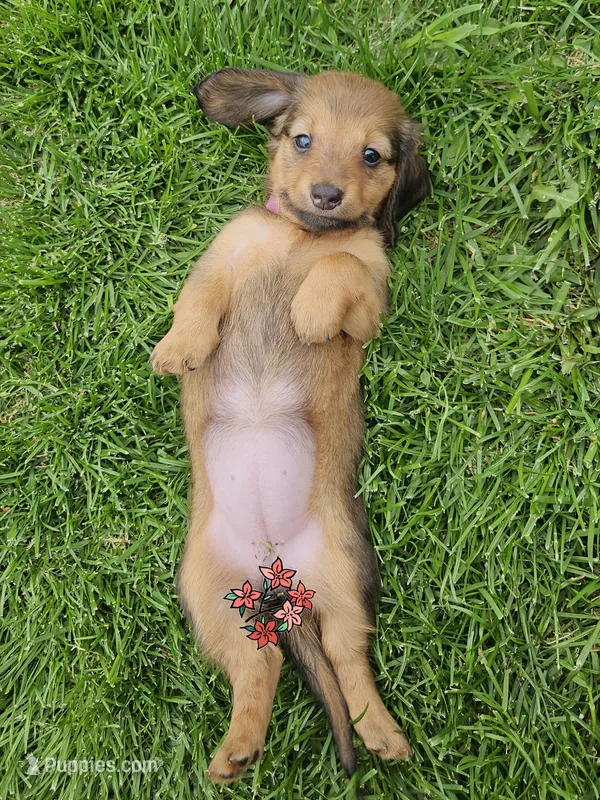 LOVEY-On Hold  – Miniature Dachshund puppy for sale in Darien Center, NY