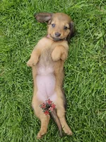 LOVEY-On Hold , a female Miniature Dachshund for sale in Darien Center, NY – 3 of 3