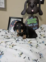 GILLIGAN-AKC, a male Miniature Dachshund for sale in Darien Center, NY – 2 of 2