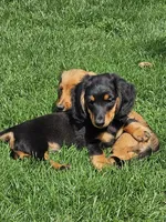 THE PROFESSOR-AKC, a male Miniature Dachshund for sale in Darien Center, NY – 3 of 5