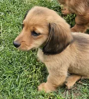 SKIPPER-AKC on hold, a male Miniature Dachshund for sale in Darien Center, NY – 4 of 4