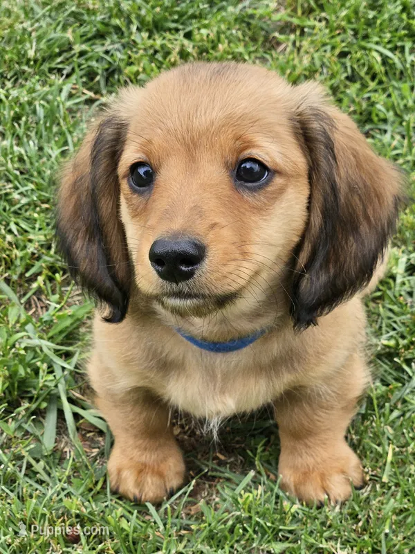 SKIPPER-AKC available  – Miniature Dachshund puppy for sale in Darien Center, NY