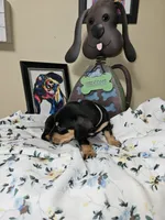 THURSTON-AKC, a male Miniature Dachshund for sale in Darien Center, NY – 2 of 2