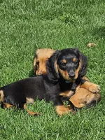 THE PROFESSOR-AKC, a male Miniature Dachshund for sale in Darien Center, NY – 4 of 5