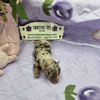 Full AKC Dixie's Chocolate Merle, a male Chihuahua for sale in Cullowhee, NC – 7 of 9