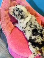 Selina female full AKC , a female Chihuahua for sale in Cullowhee, NC – 10 of 10