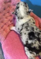 Selina female full AKC , a female Chihuahua for sale in Cullowhee, NC – 7 of 10