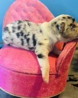 Selina female full AKC , a female Chihuahua for sale in Cullowhee, NC – 6 of 10