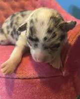 Selina female full AKC , a female Chihuahua for sale in Cullowhee, NC – 4 of 10