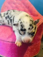 Selina female full AKC , a female Chihuahua for sale in Cullowhee, NC – 9 of 10
