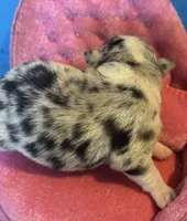 Selina female full AKC , a female Chihuahua for sale in Cullowhee, NC – 5 of 10