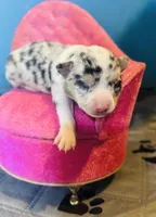 Selina female full AKC , a female Chihuahua for sale in Cullowhee, NC – 3 of 10