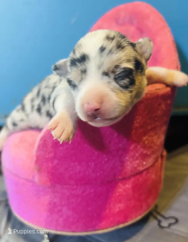 Selina female full AKC  – Chihuahua puppy for sale in Cullowhee, NC