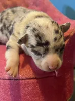 Selina female full AKC , a female Chihuahua for sale in Cullowhee, NC – 2 of 10