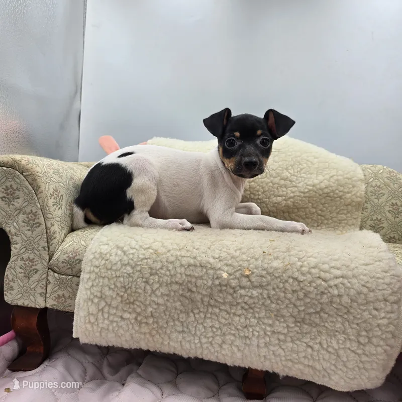 Cupcake tri female  – Toy Fox Terrier puppy for sale in Cullowhee, NC